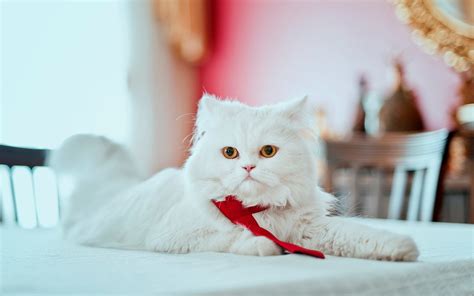 Persian White Cat Wallpaper For Widescreen Desktop Pc