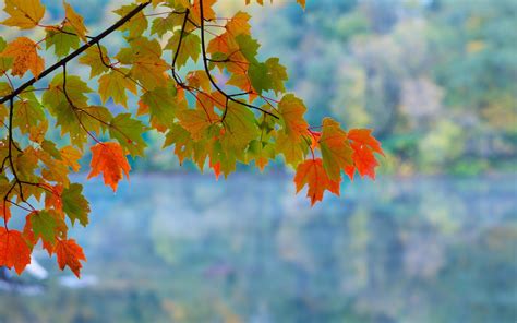 Maple Leaves Branch Autumn Red Green Bokeh Wallpaper Nature And