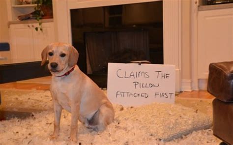 Dog Shaming Undermines Pets Dignity Welfare Experts Say