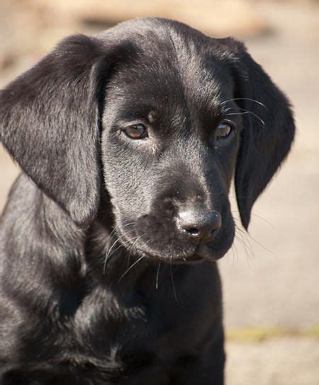9 Best Black Lab Beagle Mix Want Another 1 Images On Pinterest