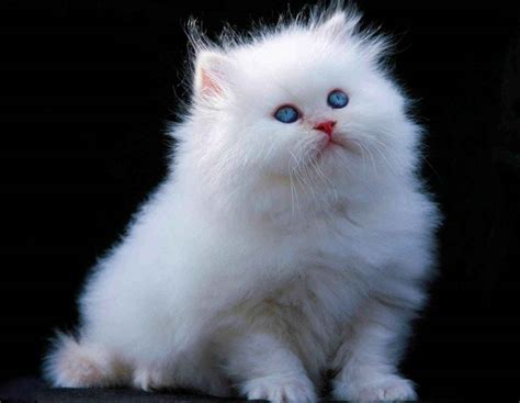 Cat with deep blue eyes. List of White Cat Breeds With Pictures