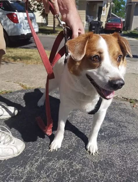 Wny Lost & Found Pets Craigslist Buffalo Lost Pets - galeonephotography