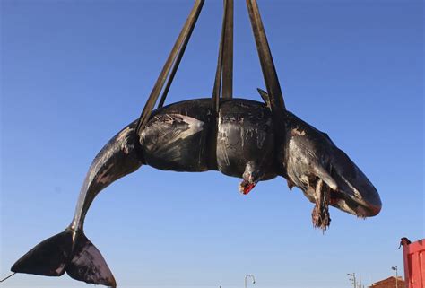 Erschreckende Umweltverschmutzung Toter Wal Vor Sardinien Hat 20 Kilo Plastik Müll Im Magen