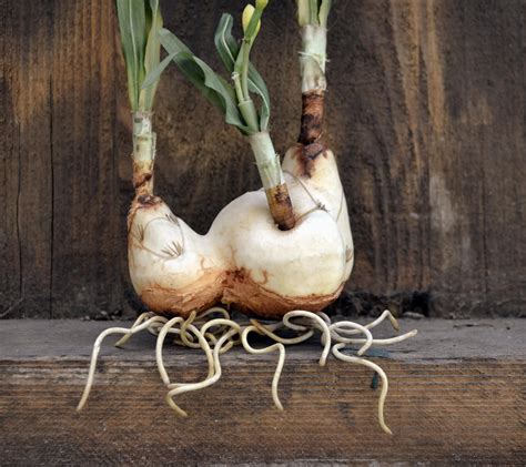 Daffodil Bulbs And Roots Stock Photo By Annamae22 On Deviantart