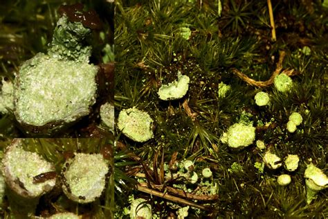 Maryland Biodiversity Project Pebbled Pixie Cup Cladonia Pyxidata