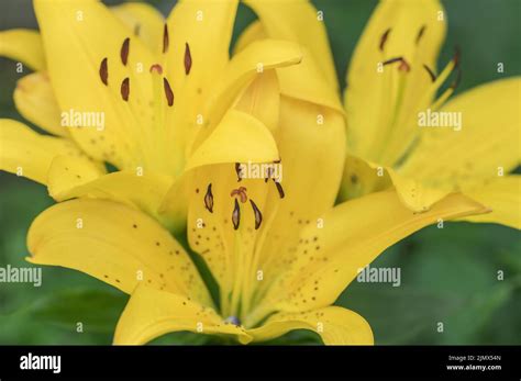 Fire Lily Hi Res Stock Photography And Images Alamy