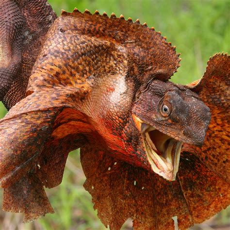 The Fearless Frilled Lizard Or Frilled Neck Lizard Challenges Any