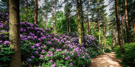Many of the larger trees require full sun. 15 Best Plants That Like Shade | Plants that like shade ...