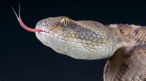 Ranking The Top 10 Most Venomous Snakes In Existence On Earth K