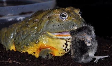 African Bullfrog Eating A Bird Frogs Pinterest