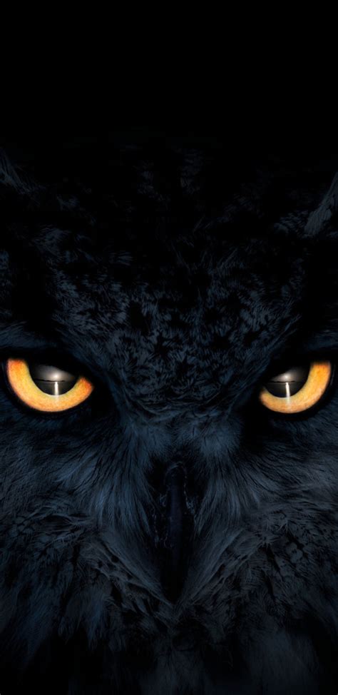 1440x2960 Owl Dark Glowing Eyes Samsung Galaxy Note 98 S9s8s8 Qhd