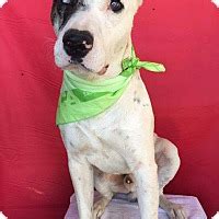 Always at the forefront of innovation, this facility included piped organ music and a. Pasadena, CA - Great Dane. Meet PETER a Pet for Adoption.