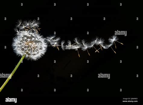 Dandelion Blowball With Flying Seeds On Black Background Stock Photo