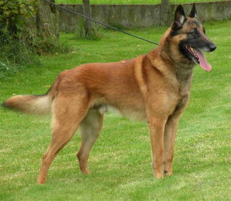 From wikipedia, the free encyclopedia. Malinois - Dogs breeds | Pets