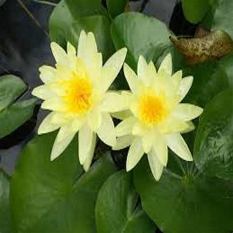 Givhandys 4 12 In Potted Charlene Strawn Hardy Water Lily Aquatic