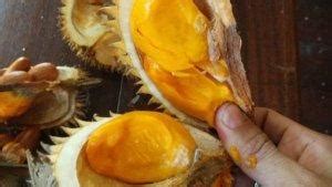 buah lai buah mirip durian rasa buah lai tak semanis durian