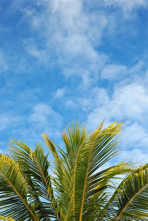 Palm Tree With Blue Sky Background