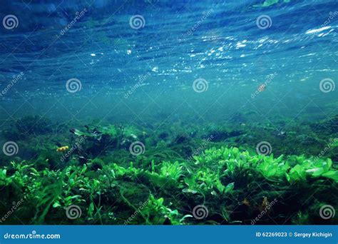 Underwater Scenery Clean Water Stock Image Image Of Flora Lake 62269023