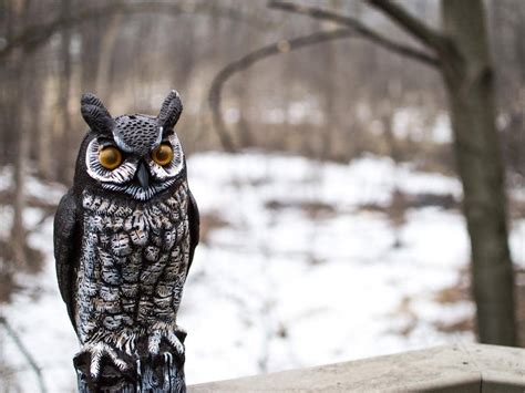 Do Fake Owls Keep Squirrels Away Answered