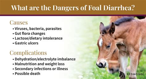 How To Quickly Treat And Prevent Diarrhea In Foals