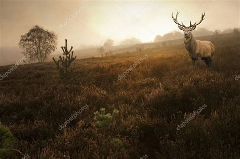 Foggy Misty Autumn Forest Landscape At Dawn With Red Deer Stag ⬇ Stock