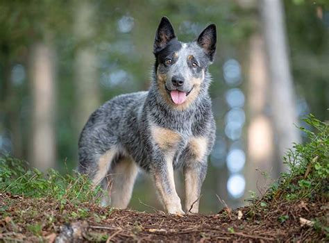 How To Take Care Of A Blue Heeler Important Tips For You