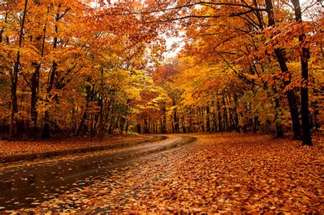 The Top 10 Places To See Fall Foliage In Toronto