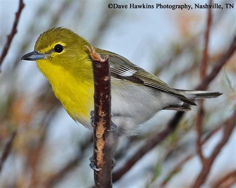 Yellow Throated Vireo State Of Tennessee Wildlife Resources Agency