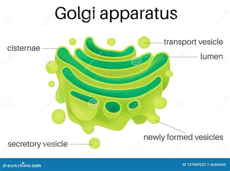 Ejemplo De La Estructura Del Aparato De Golgi Infographics Del Vector