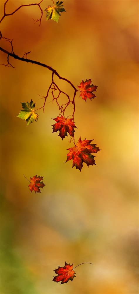 Branches Leaves Autumn Wallpaper 1440x3040