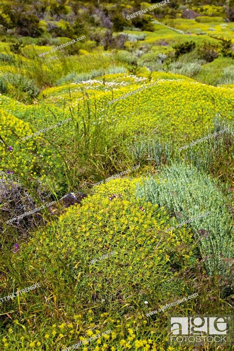 Patagonian Flora With Neneo Mulinum Spinosum Torres Del Paine