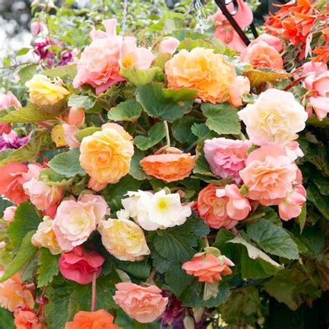 We did not find results for: 8 Best Hanging Basket Plants - Hanging Basket Flowers