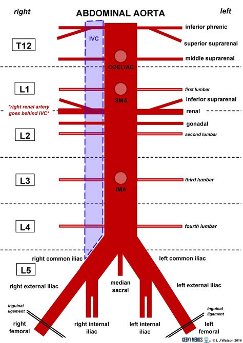 Arteria Abdominal Mind Map