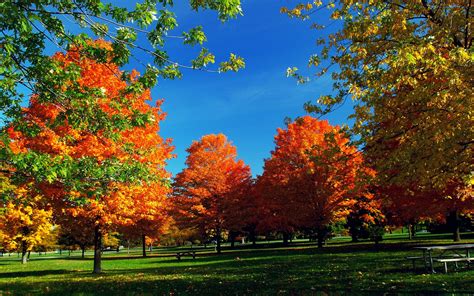Autumn Wallpaper Widescreen Fall Trees 2560x1600 Download Hd