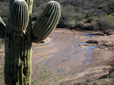 Free Images : landscape, water, cactus, flower, arizona, flowering