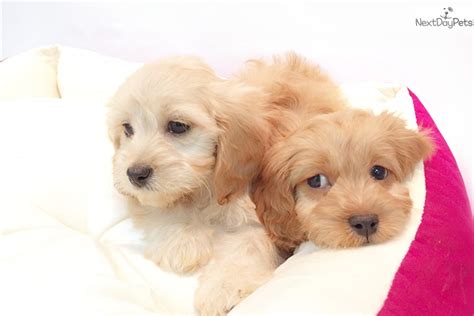 We have all heard these sentences come from the mouths of pet store owners and their employees. Cavapoo: Cavapoo puppy for sale near New York City, New ...