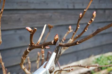 Tree Peonies Do They Need Pruning