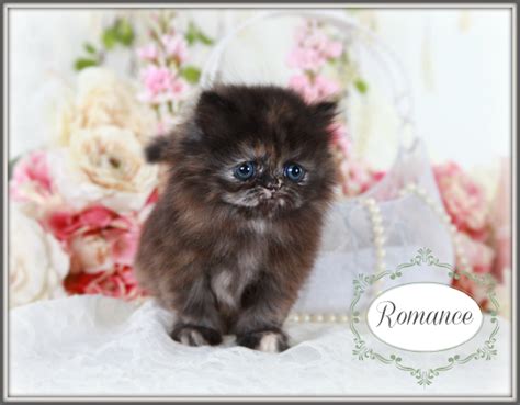 Check out our teacup persian selection for the very best in unique or custom, handmade pieces from our drinkware there are 16 teacup persian for sale on etsy, and they cost $49.02 on average. Tortoiseshell Teacup Persian Kitten For SaleUltra Rare ...