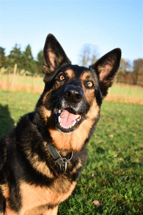 Happy Smiling German Shepherd Dog Stock Photo Image Of Animal Brown