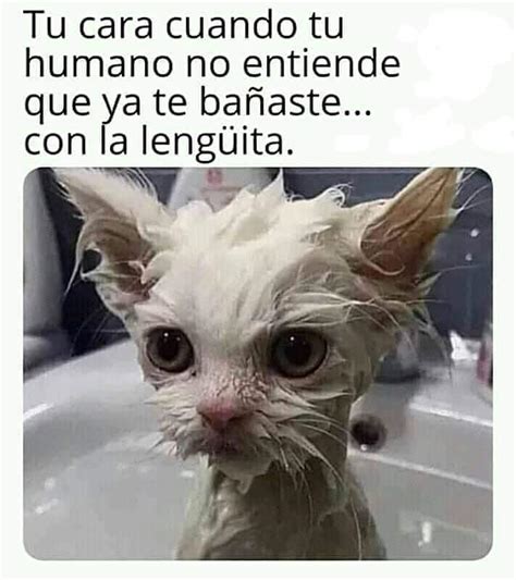 Celebra El Día Internacional Del Gato Con Memes De Mininos Glucmx