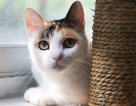 Why Do Male Calico Cats Live Shorter Lives Cattitude