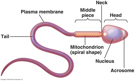What Is The Structure Of A Mature Human Sperm Cell Lifeeasy Biology Questions And Answers