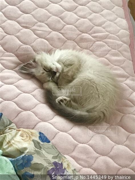 丸まって寝る子猫の写真・画像素材 1445349 Snapmart（スナップマート）