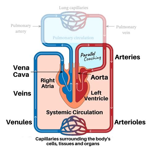 How To Remember The Systemic Circulatory System - Parallel Coaching