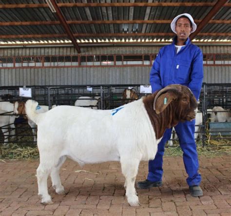 What To Look For When Buying A Boer Goat Agriorbit