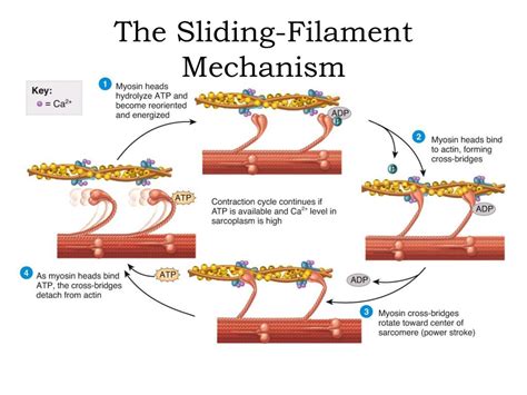 Ppt The Sliding Filament Mechanism Powerpoint Presentation Free
