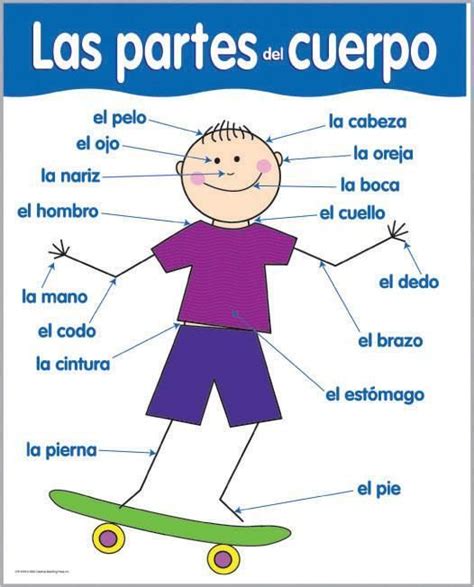 Teach Your Students The Parts Of Their Bodies In Spanish Español