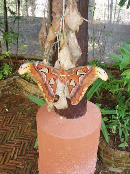 Biggest Butterfly Ive Ever Seen Photo