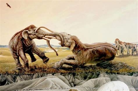 La Historia Del Fósil Que Reveló La Feroz Batalla A Muerte Entre Dos