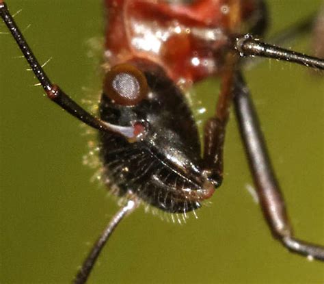 Ant Mimic Hemiptera Hyalymenus Tarsatus Bugguidenet